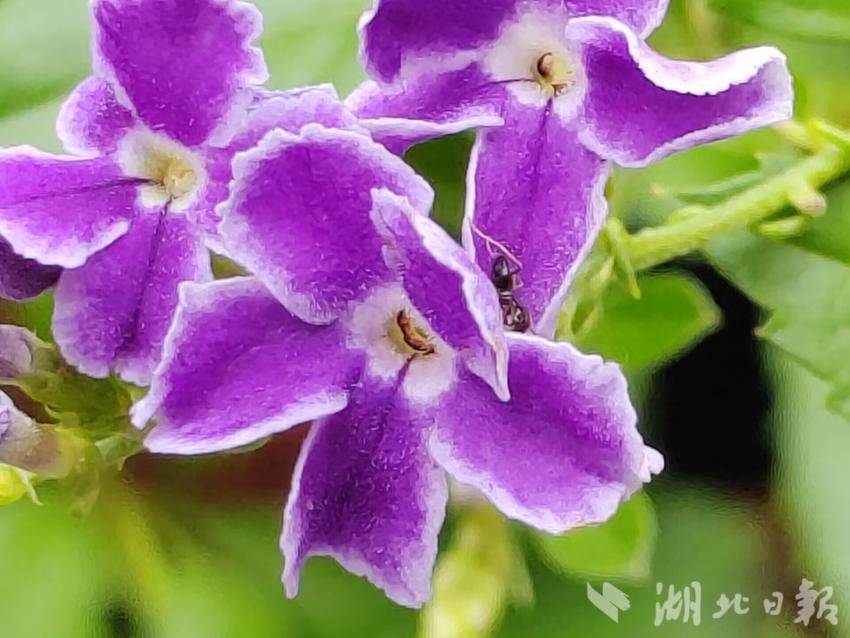 小美斗地主电脑版下载